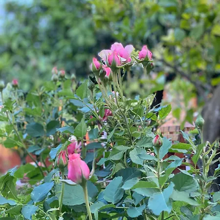 Wooden With Private Pool