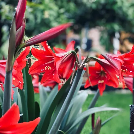 Wooden With Private Pool בית הארחה בראט