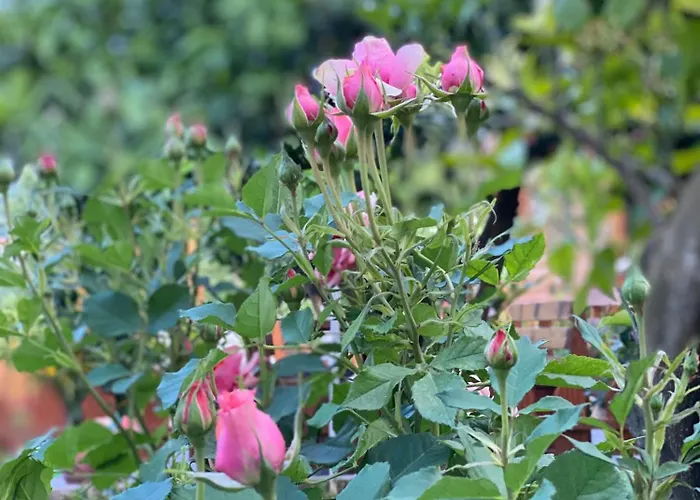 Wooden With Private Pool